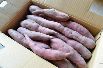 化学肥料なし　さつまいも