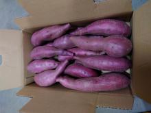 鳴門金時(並)5kg　L洗い